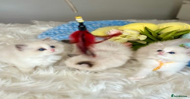 Ragdoll cats - Advert 12