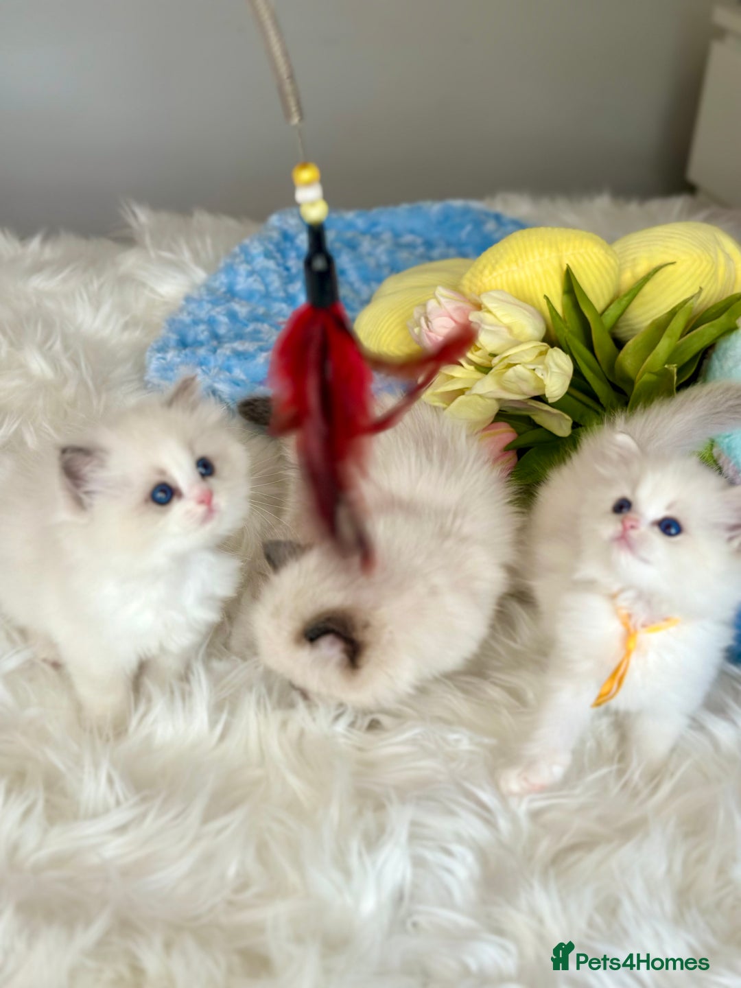 Ragdoll cats for sale: Beautiful pedigree kittens, show quality 💎❤️💎 - Image 3