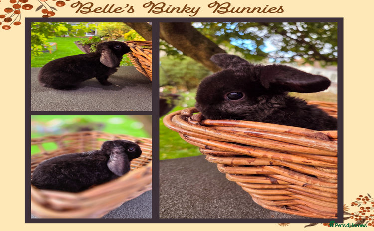 Mini Lop rabbits - Advert 3