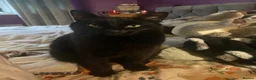 British Shorthair cats for sale: Cat for Rehoming 8 year old male in Totnes - Advert 13