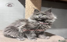 Maine Coon cats for sale: TICA registration Stunning Maine coon kittens - Advert 1