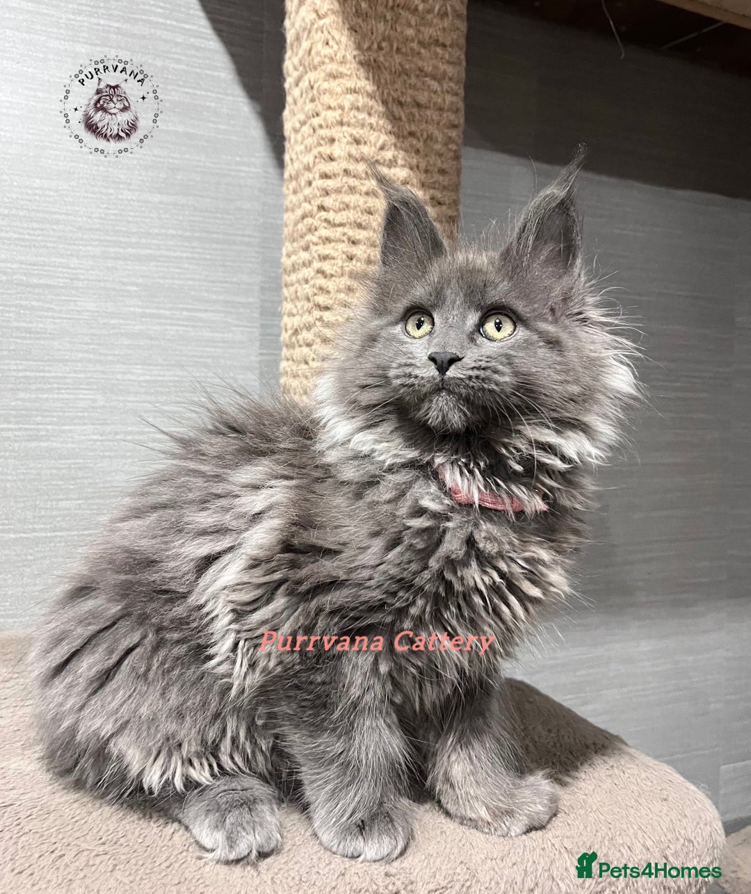 Maine Coon cats for sale: TICA registration Stunning Maine coon kittens - Advert 1