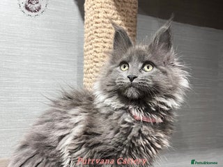 Maine Coon cats TICA registration Stunning Maine coon kittens - Advert 6