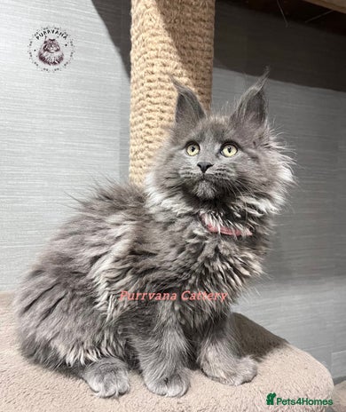 Maine Coon cats TICA registration Stunning Maine coon kittens - Advert 8