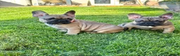 French Bulldog dogs for sale: 🔥Last 2boys French Bulldog ready to leave now🔥 - Advert 15
