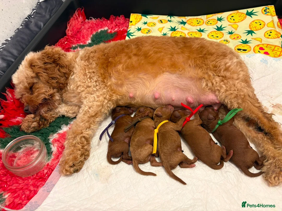 Cavapoo dogs for sale: F1BB Toy Cavapoo in Peterborough - Advert 16