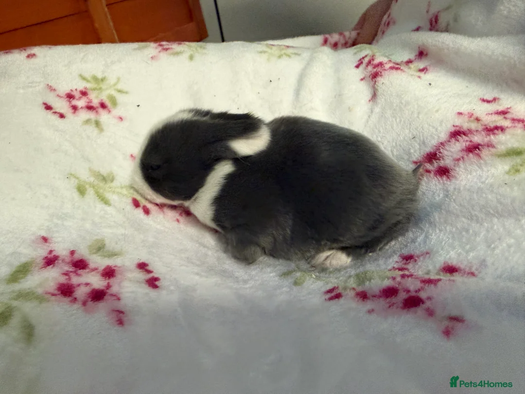 Mini Lop rabbits for sale: Pure Bred Mini Lops - Advert 6