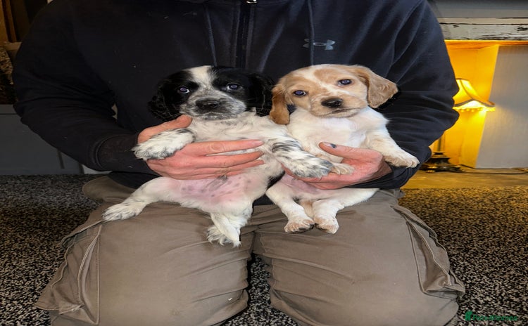 Cocker Spaniel dogs Working cocker spaniel  - Advert 10