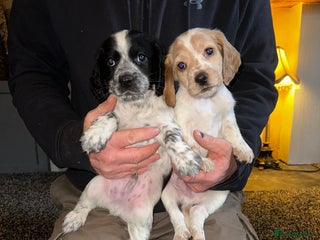 Cocker Spaniel dogs Working cocker spaniel - Advert 10