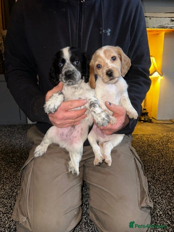 Cocker Spaniel dogs Working cocker spaniel - Advert 10