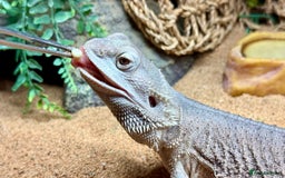 Bearded Dragon reptiles for sale: Zero Bearded Dragon plus full setup - Image 5