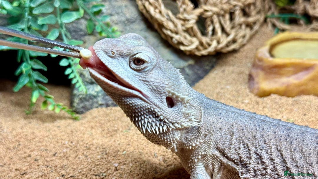 Bearded Dragon reptiles for sale: Zero Bearded Dragon plus full setup - Image 5