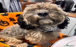 Cockapoo dogs for sale: 3 fluffy miniature cockpoo puppy’s  - Image 10