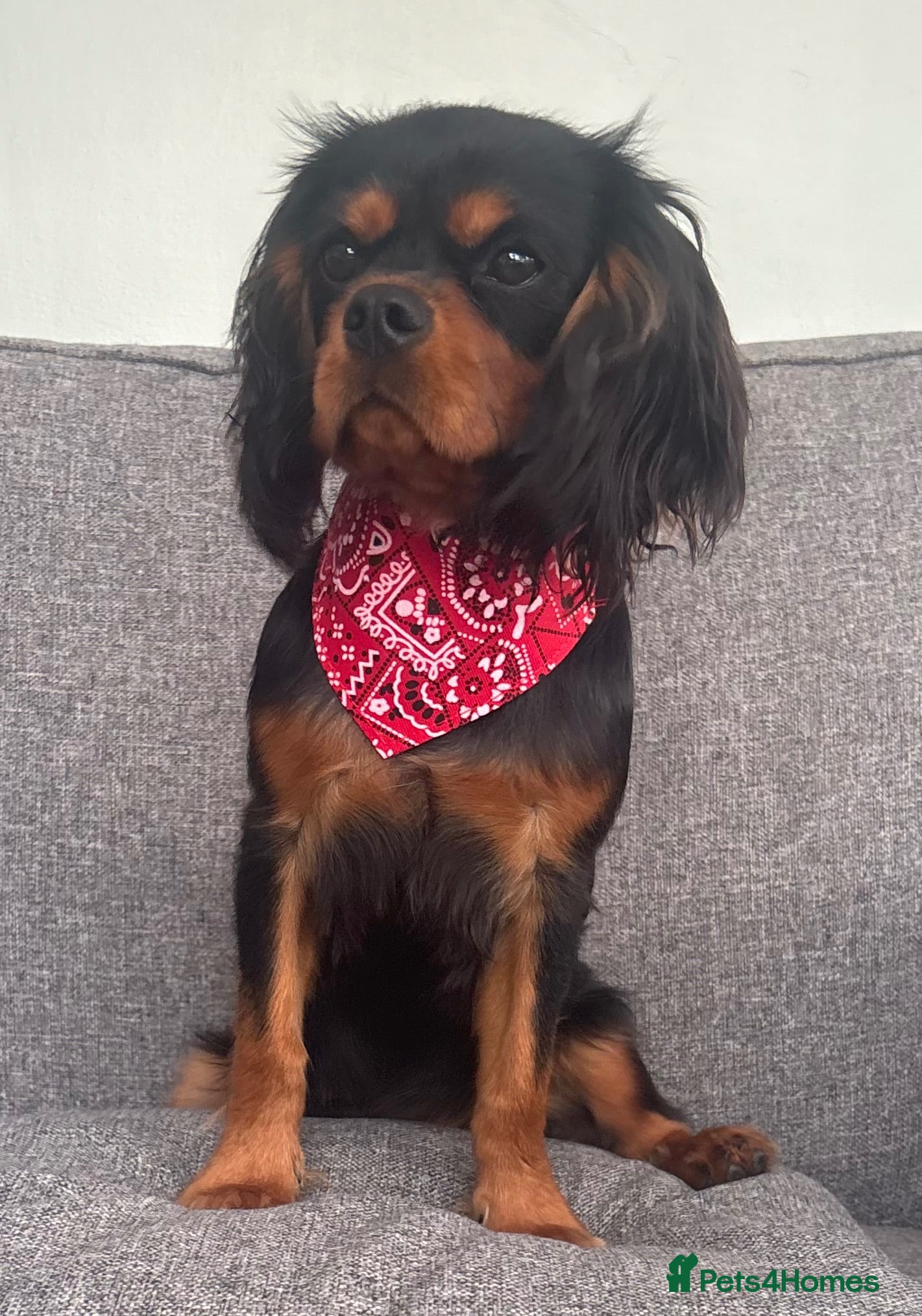Cavalier King Charles Spaniel dogs KC Registered KCCS B&T boy for sale  - Advert 1