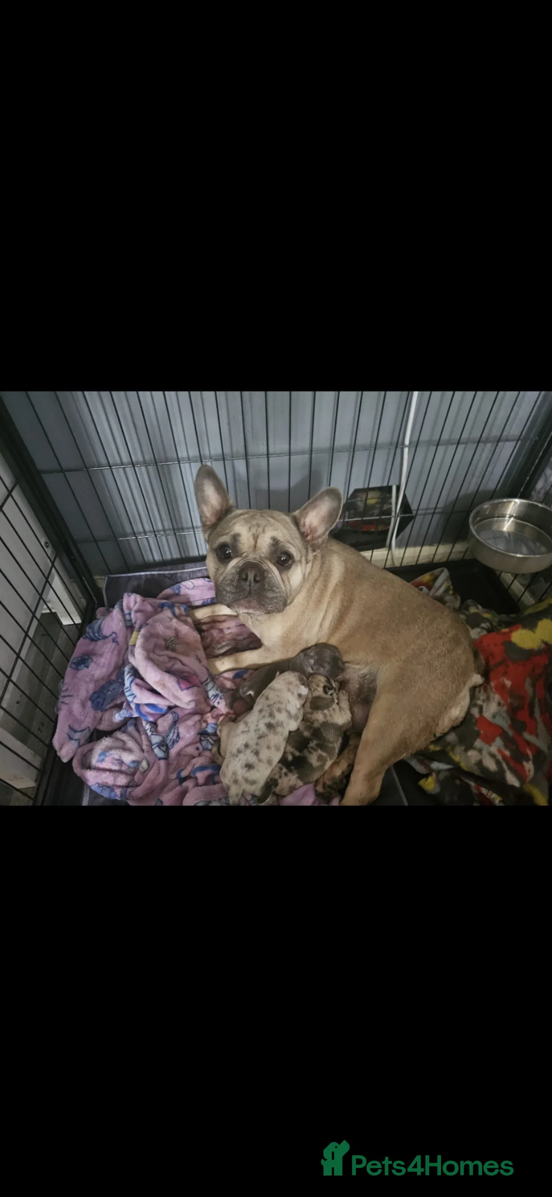 Mixed Breed dogs for sale: Beautiful French bulluahas  - Advert 2