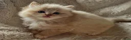 Ragdoll cats for sale: Registered kitten looking for forever home - Advert 2