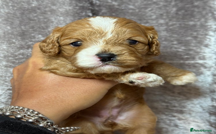 Cavapoo dogs - Advert 4