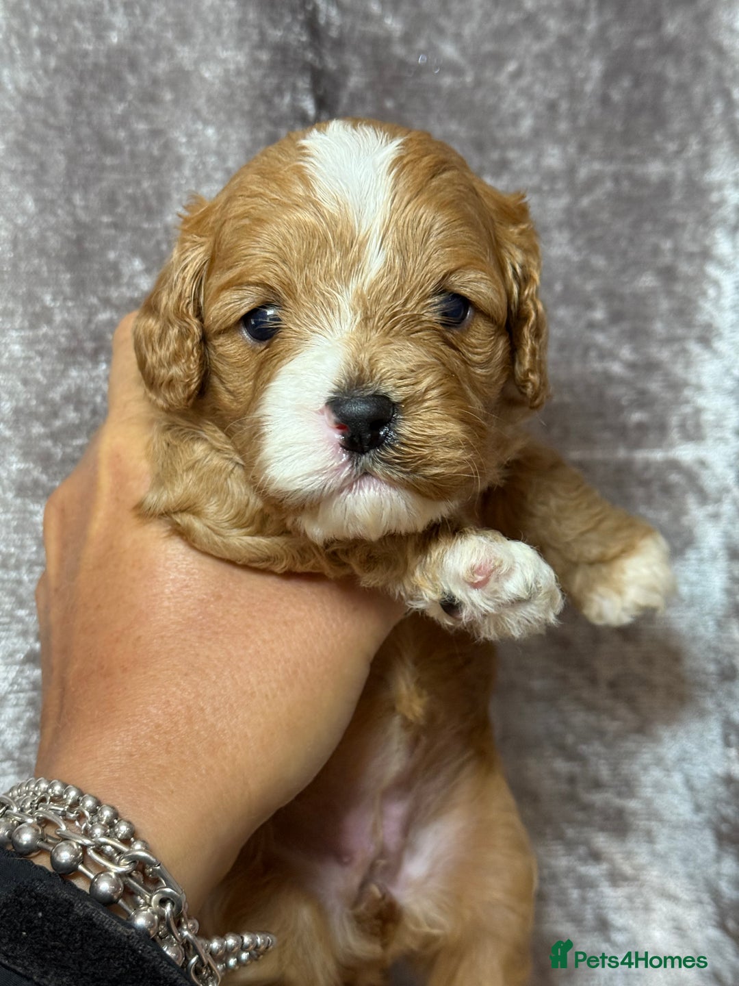 Cavapoo dogs for sale: Beautifully marked F1 Cavapoo’s  - Image 1