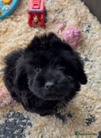 Cockapoo dogs - Advert 5