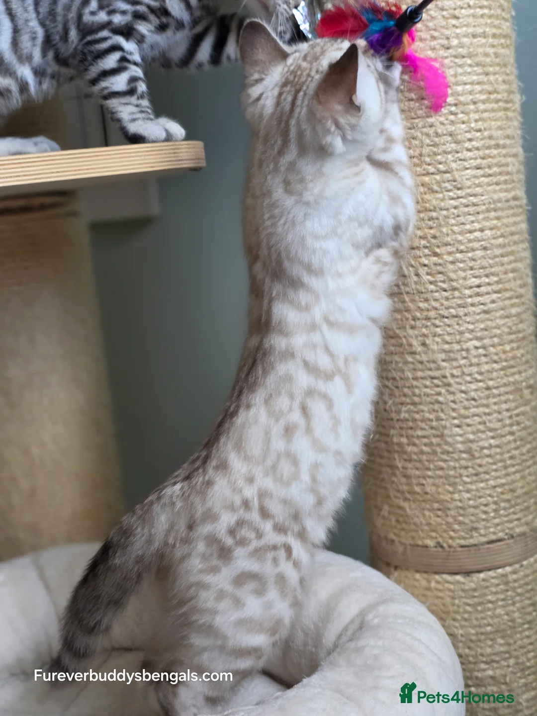 Bengal cats for sale: Gorgeous Rosetted Bengal Kittens  in Congleton - Advert 25