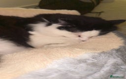 Ragdoll cats for sale: Teddy - Image 2