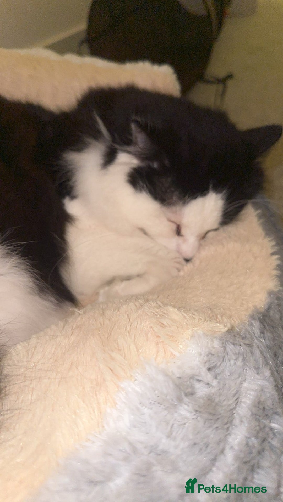 Ragdoll cats for sale: Teddy - Image 2