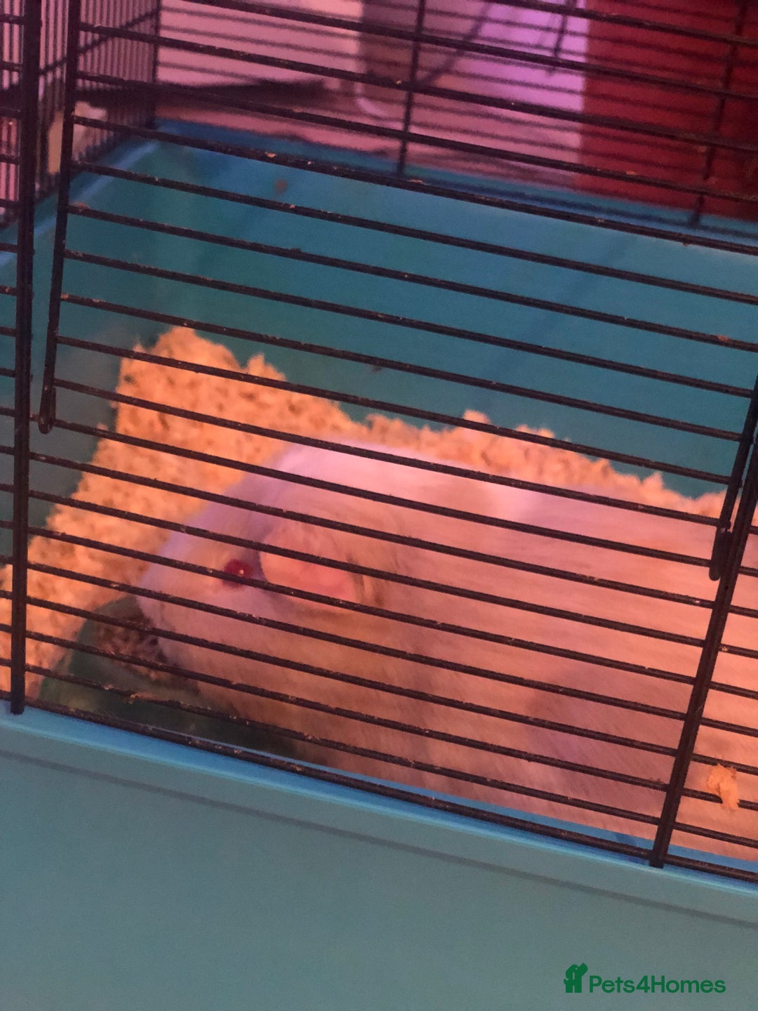 Guinea Pig rodents for sale: Guinea pig  - Advert 5