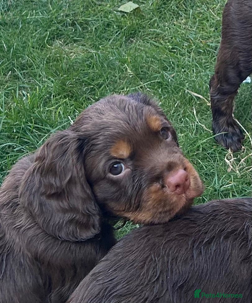 Cocker Spaniel dogs KC REGISTERED BROWN & TAN WORKING COCKER SPANIEL - Advert 1
