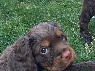 Cocker Spaniel dogs KC REGISTERED BROWN & TAN WORKING COCKER SPANIEL - Advert 1