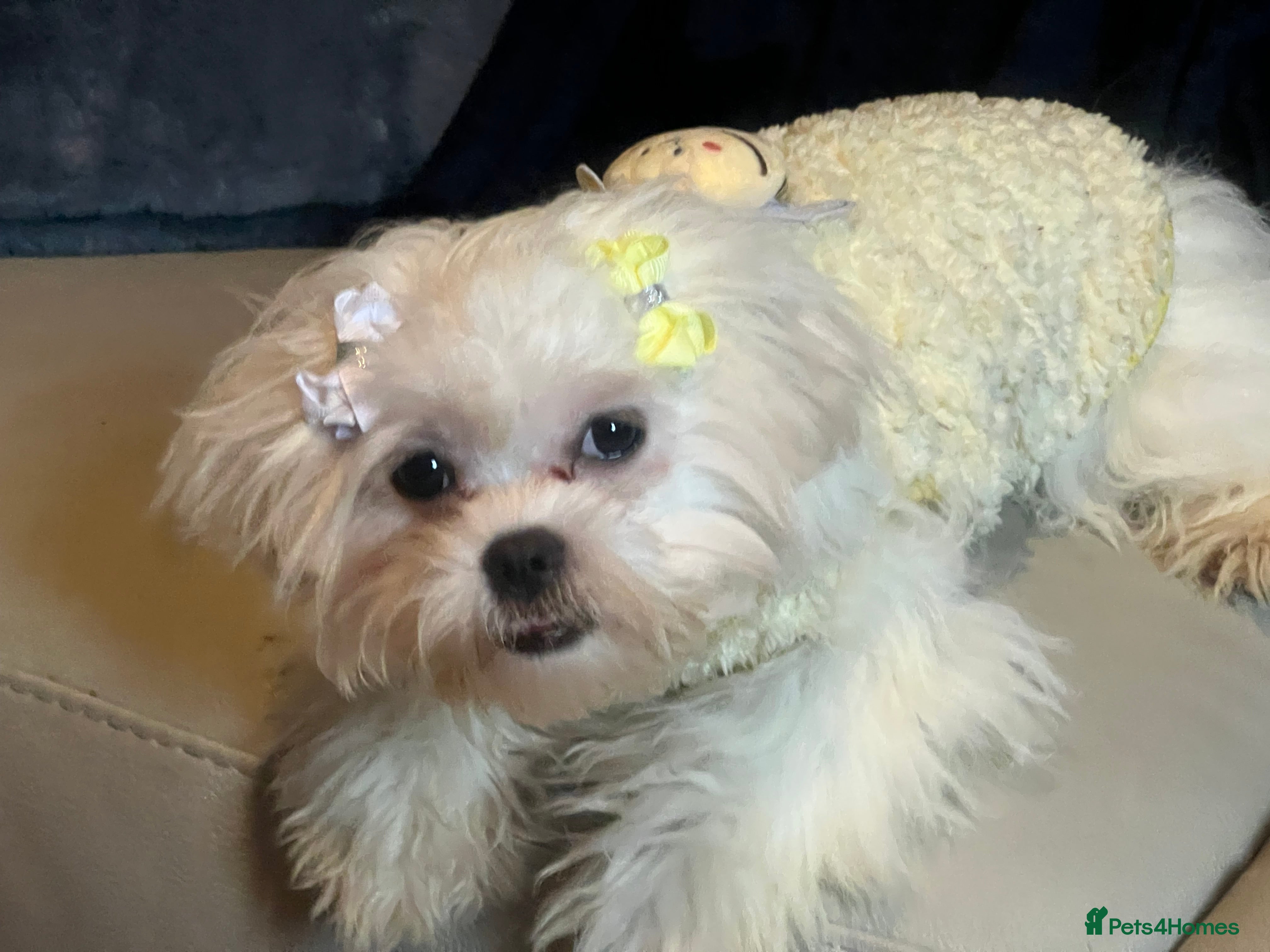 Malshi dogs Malshi 6 months puppies  - Advert 7