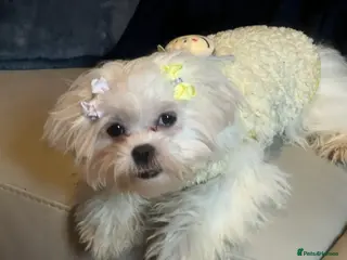 Malshi dogs Malshi 6 months puppies - Advert 9