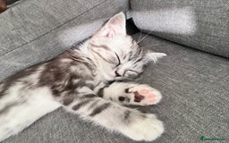 Persian cats for sale: 1 Silver Doll Faced X Persian female kitten - Image 1