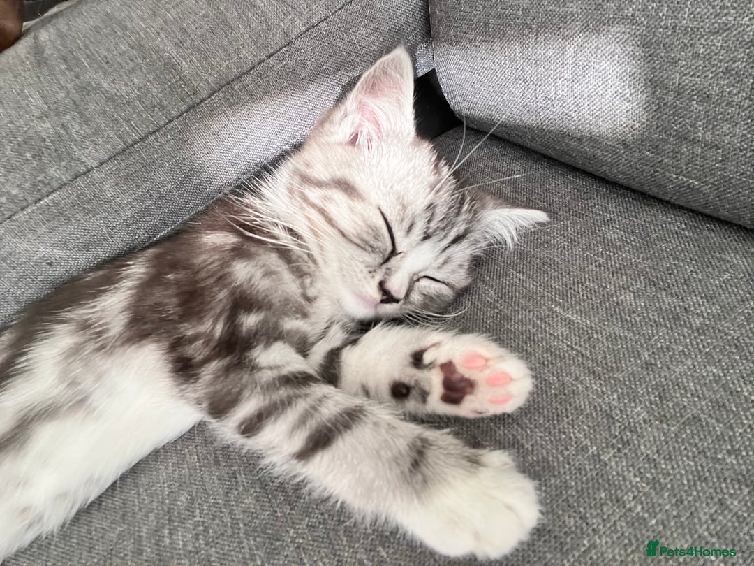 Persian cats for sale: 1 Silver Doll Faced X Persian female kitten - Image 1