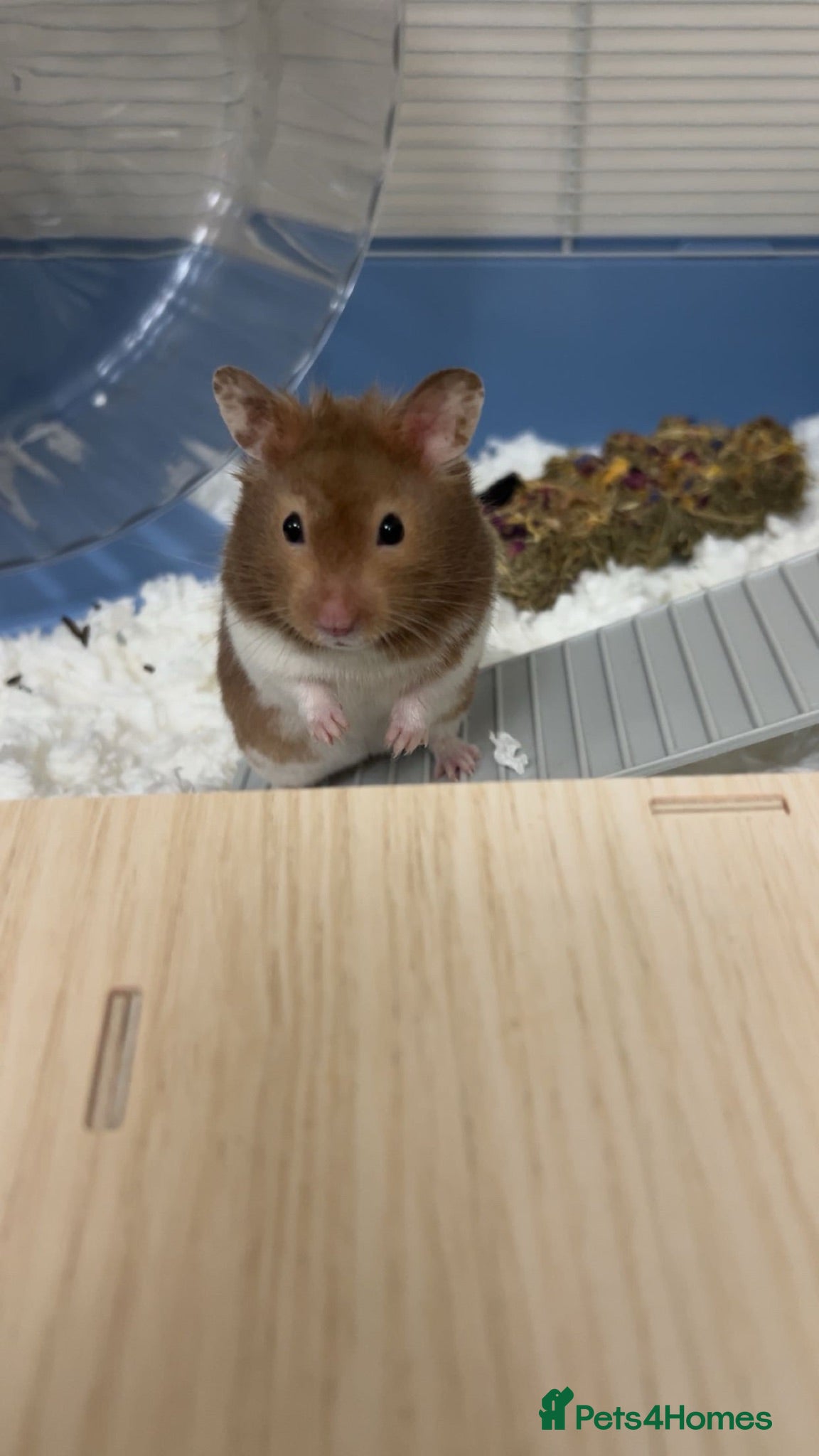 Hamster rodents Male syrain hamster peanut.  - Advert 4