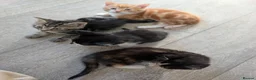 Mixed Breed cats for sale: Siberian mix kittens for sale - Advert 6