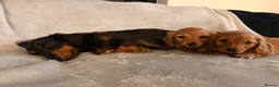 Miniature Dachshund dogs for sale: Long hair miniature dachshunds - Advert 1