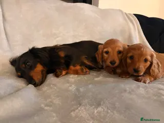 Miniature Dachshund dogs Long hair miniature dachshunds - Advert 1