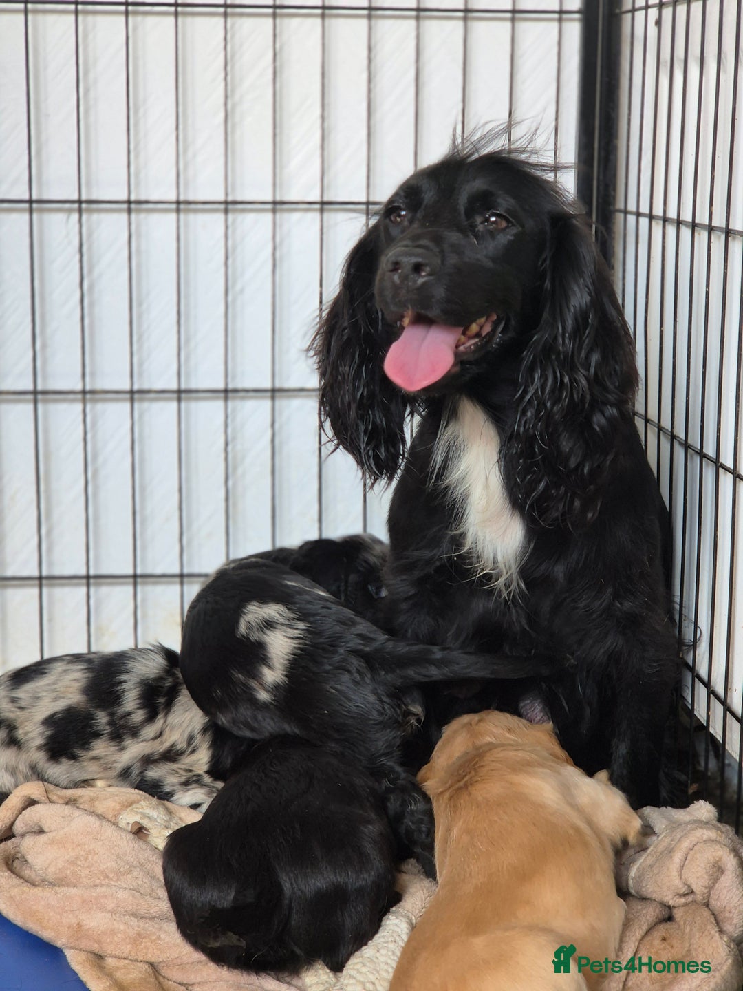 Cocker Spaniel dogs for sale: Merle, red and black cocker pups - Image 9