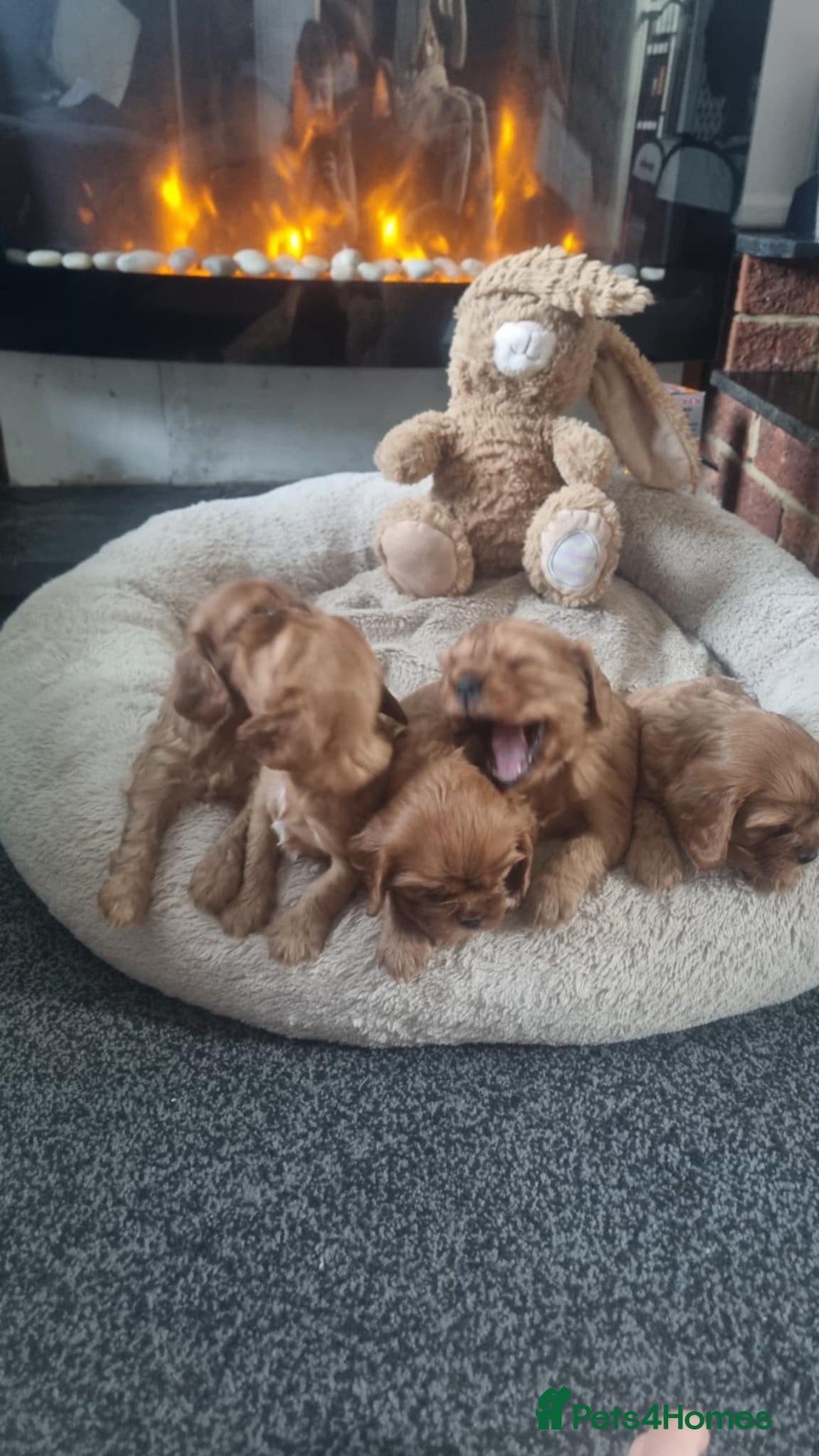 Cavalier King Charles Spaniel dogs for sale: Beautiful toy ruby King charles cavalier puppies. - Advert 7