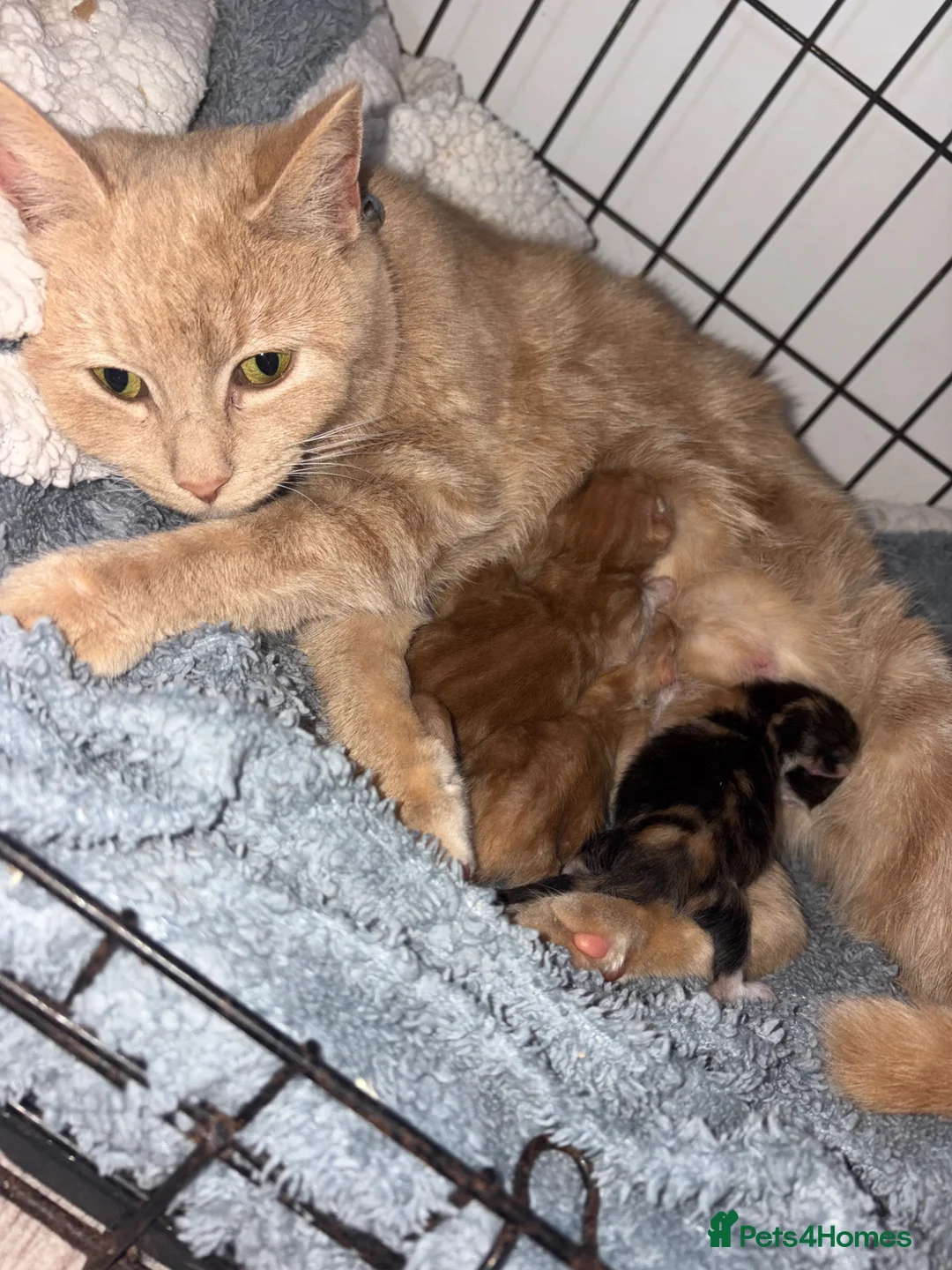 Mixed Breed cats for sale: 2 ginger male kittens in Ilkeston - Advert 3