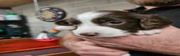 English Springer Spaniel dogs for sale:  KC REGISTERED ENGLISH SPRINGER SPANIEL PUPPIES  - Advert 4