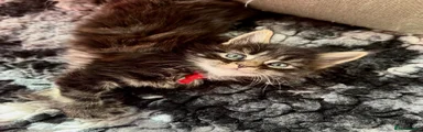 Maine Coon 2