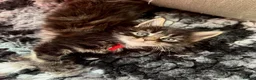 Maine Coon cats for sale: ACTIVE tica Maine coon kittens - Advert 3