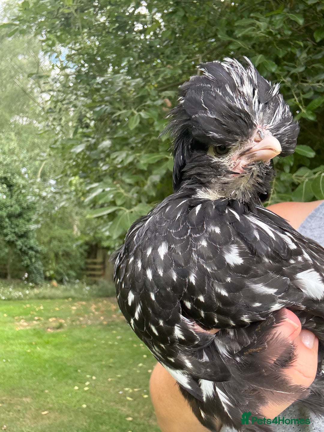 Chickens poultry for sale: Free Silkie and Polish cockerals  - Image 4