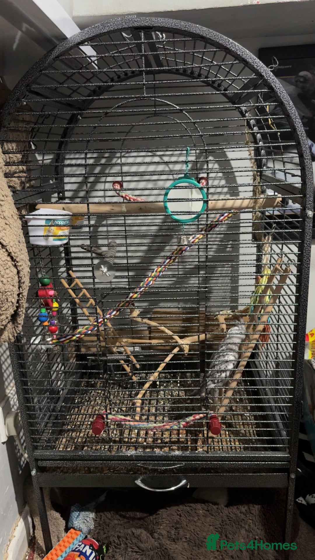 Cockatiels birds for sale: Cockatiel- 3 months - Advert 4