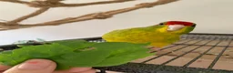 Parakeets birds for sale: Cockatiel & Kakariki Hand Reared! - Advert 12