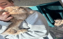 Mini Lop rabbits for sale: Baby mini lop  - Image 3