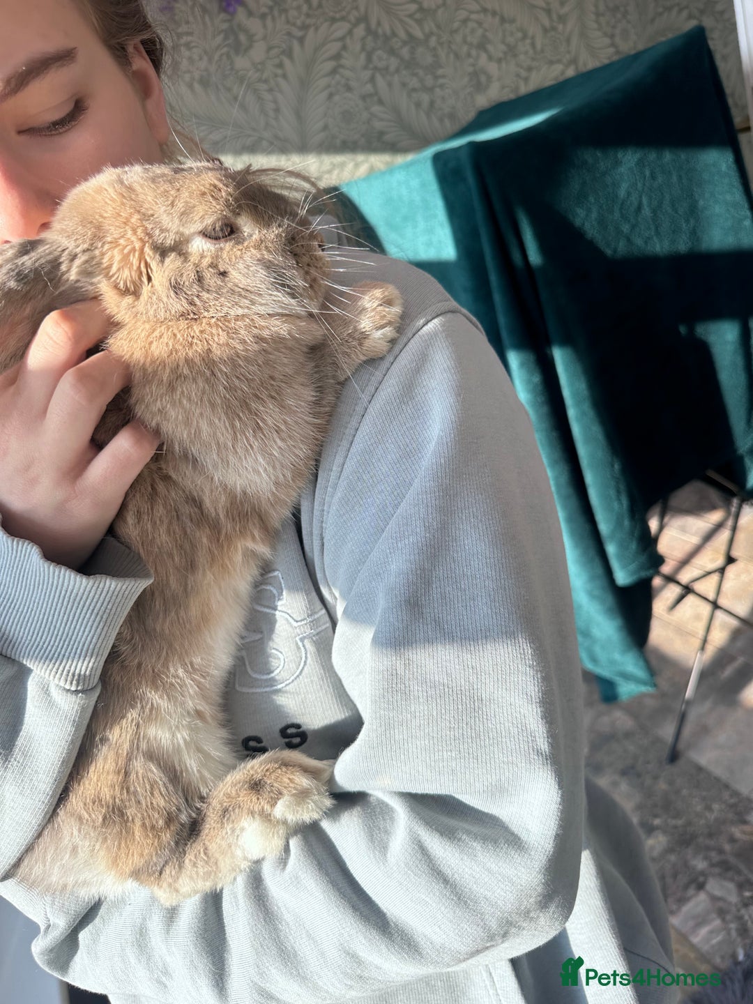 Mini Lop rabbits for sale: Baby mini lop  - Image 3