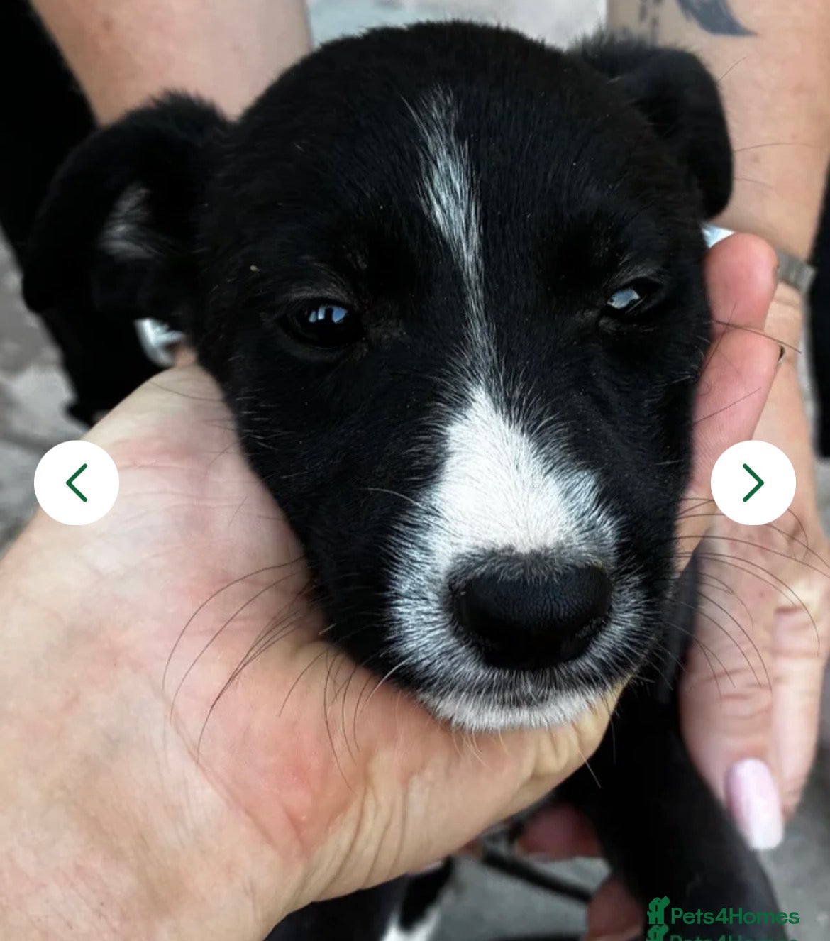 Lurcher dogs Top quality Lurcher puppies - Advert 2