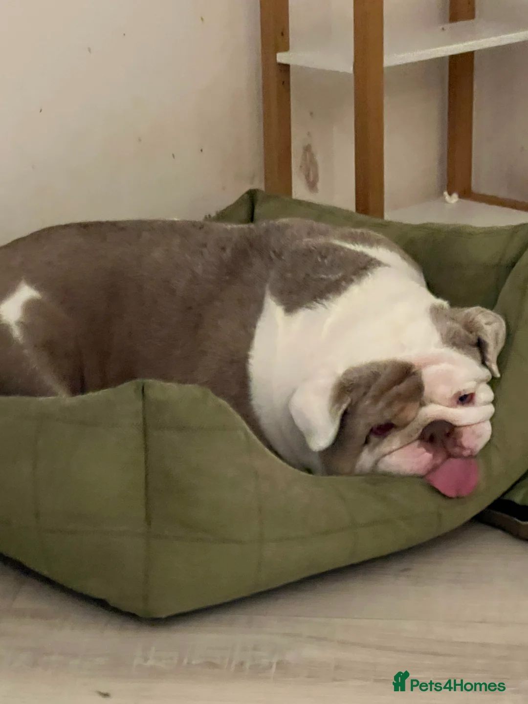 English Bulldog dogs for sale: Bruno - Advert 4